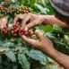 Zaujímavá beseda o pestovaní kávy a cukrovej trstiny s pestovateľom z Kolombie